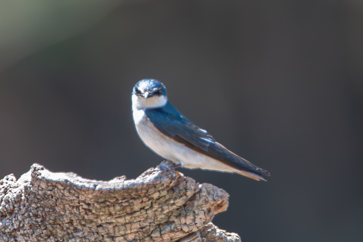 Mangrove Swallow - ML642714399