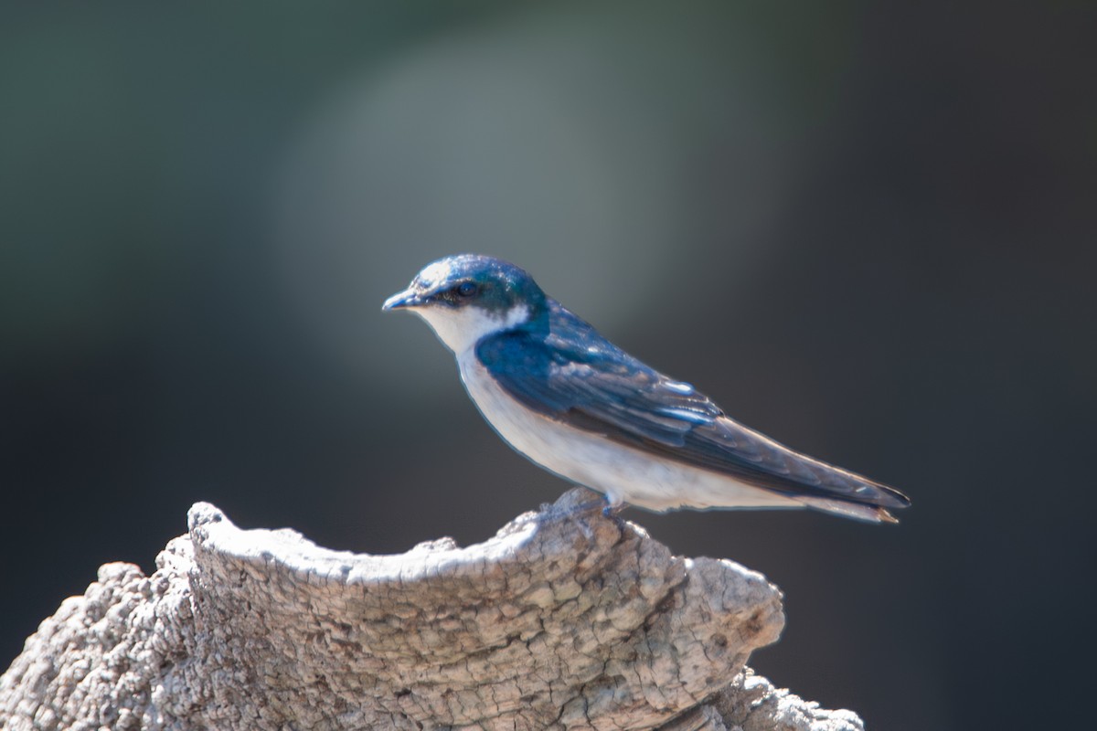 Mangrove Swallow - ML642714400
