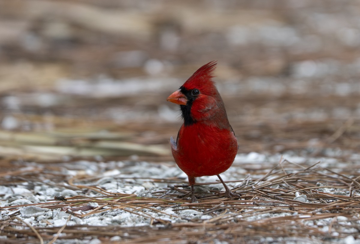 Northern Cardinal - ML642714410