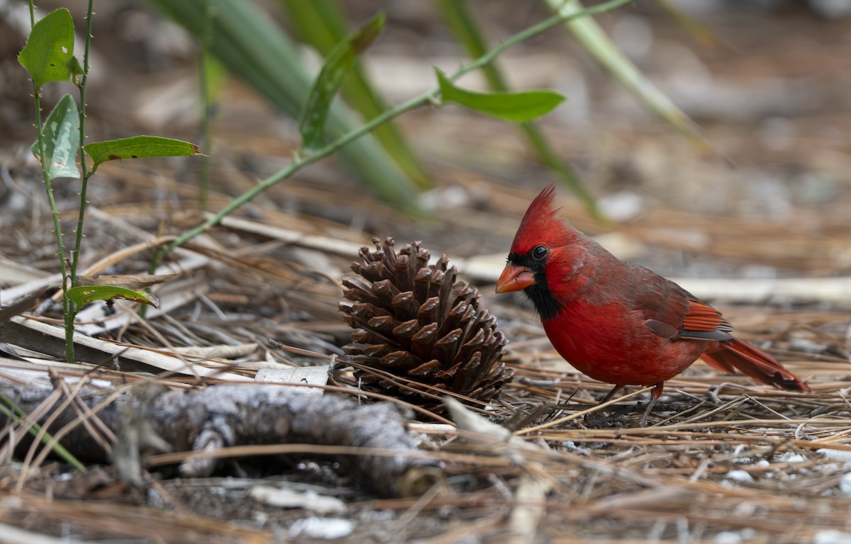 Northern Cardinal - ML642714415
