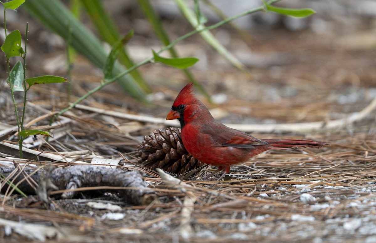 Northern Cardinal - ML642714420