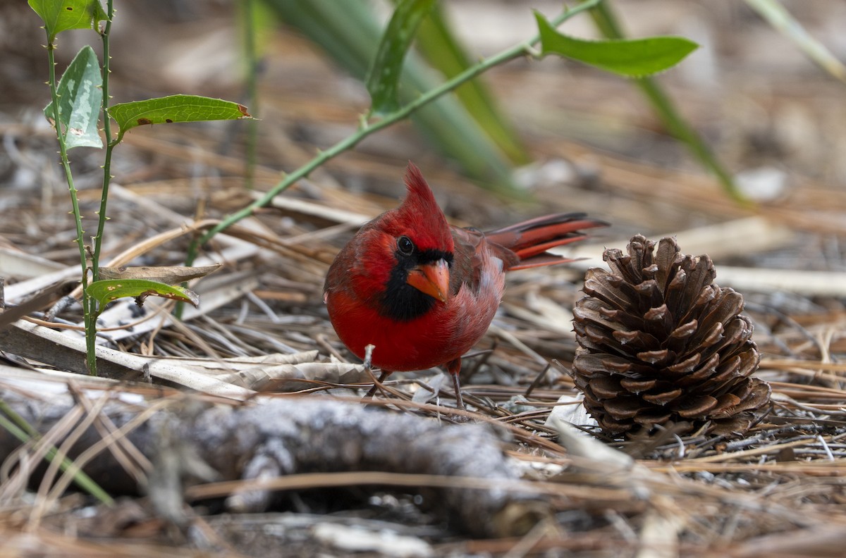 Northern Cardinal - ML642714421