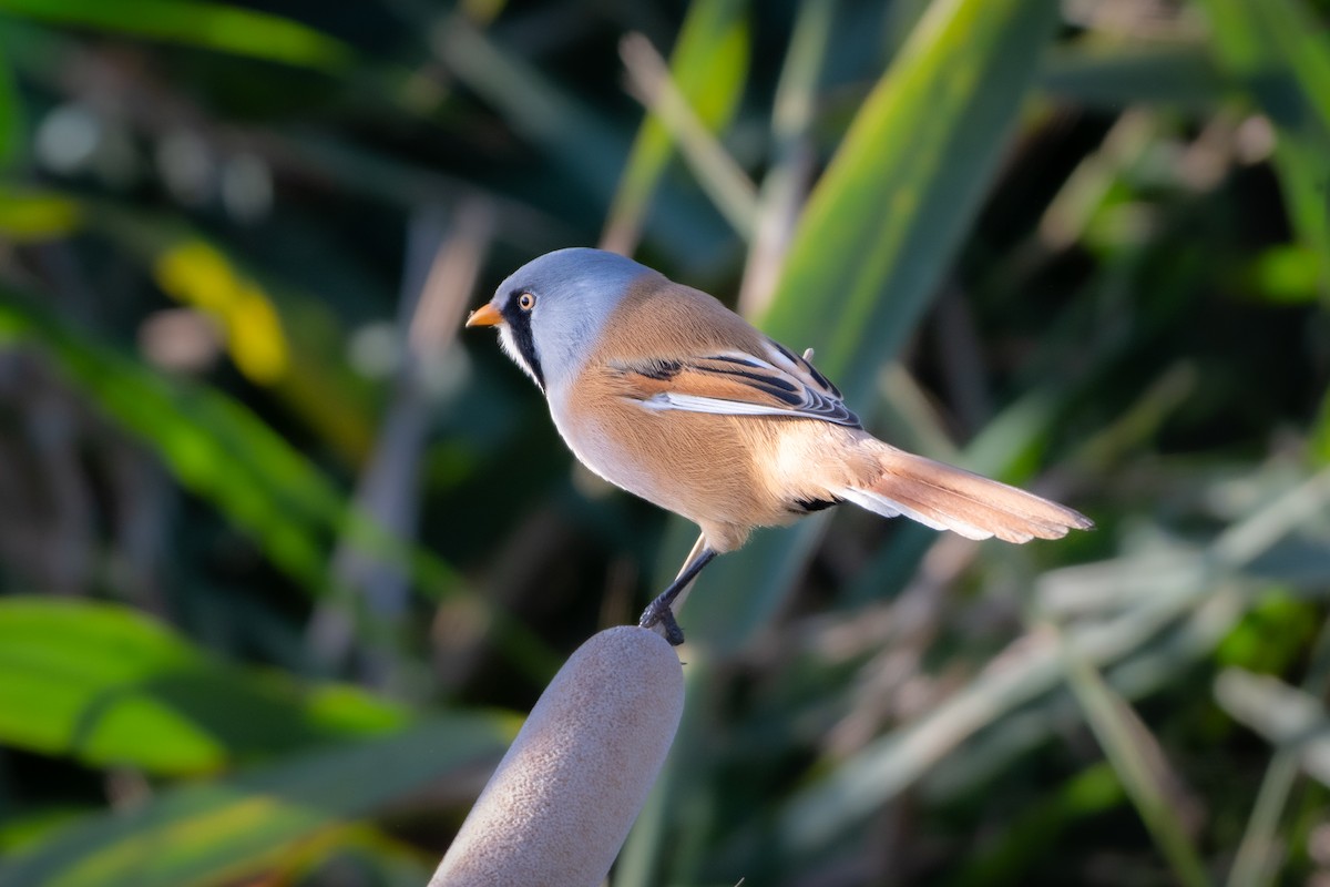 Bearded Reedling - ML642714467