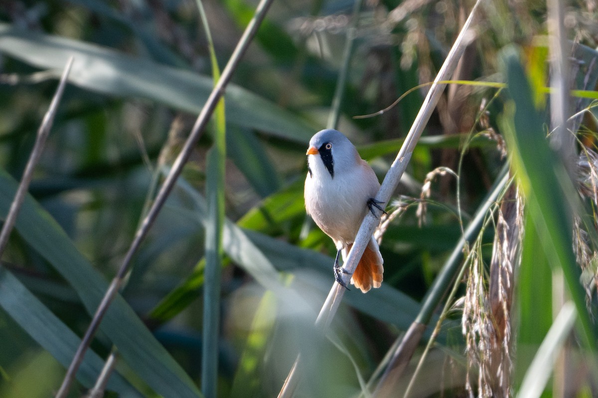 Bearded Reedling - ML642714468