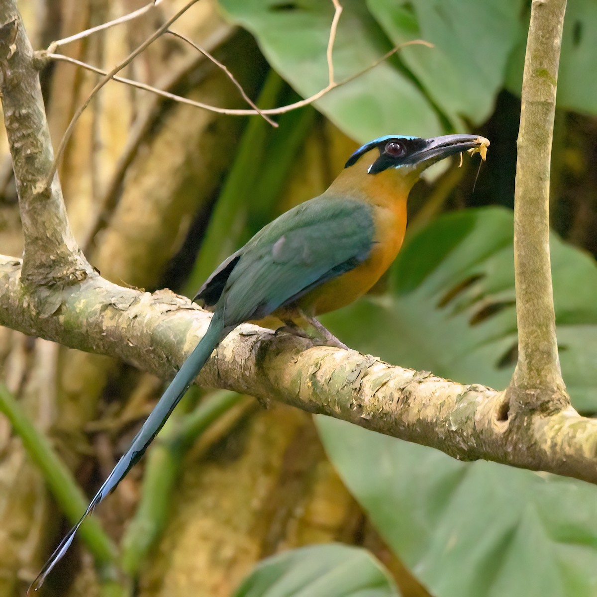 Lesson's Motmot - ML642714476