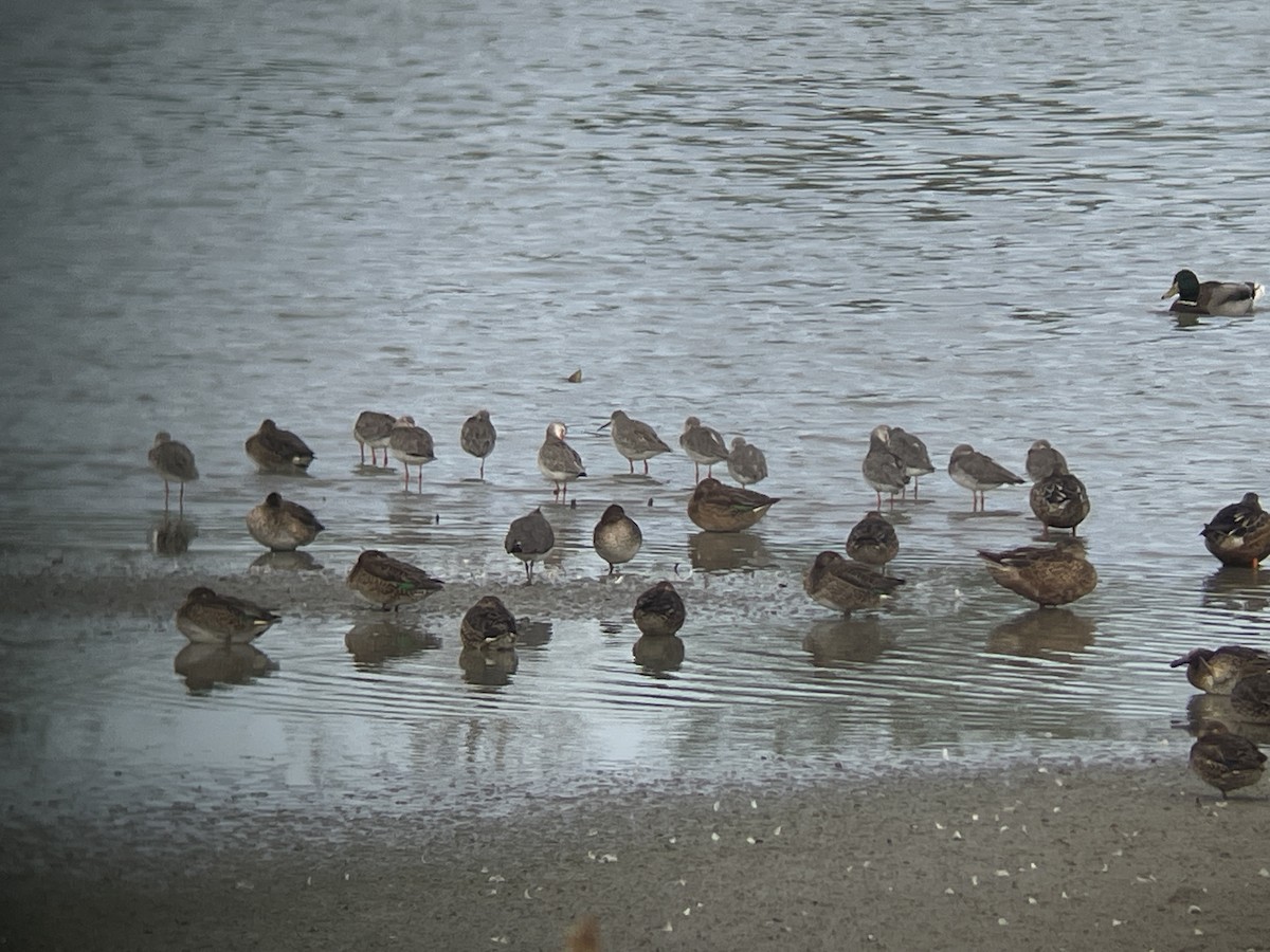 Spotted Redshank - ML642714491
