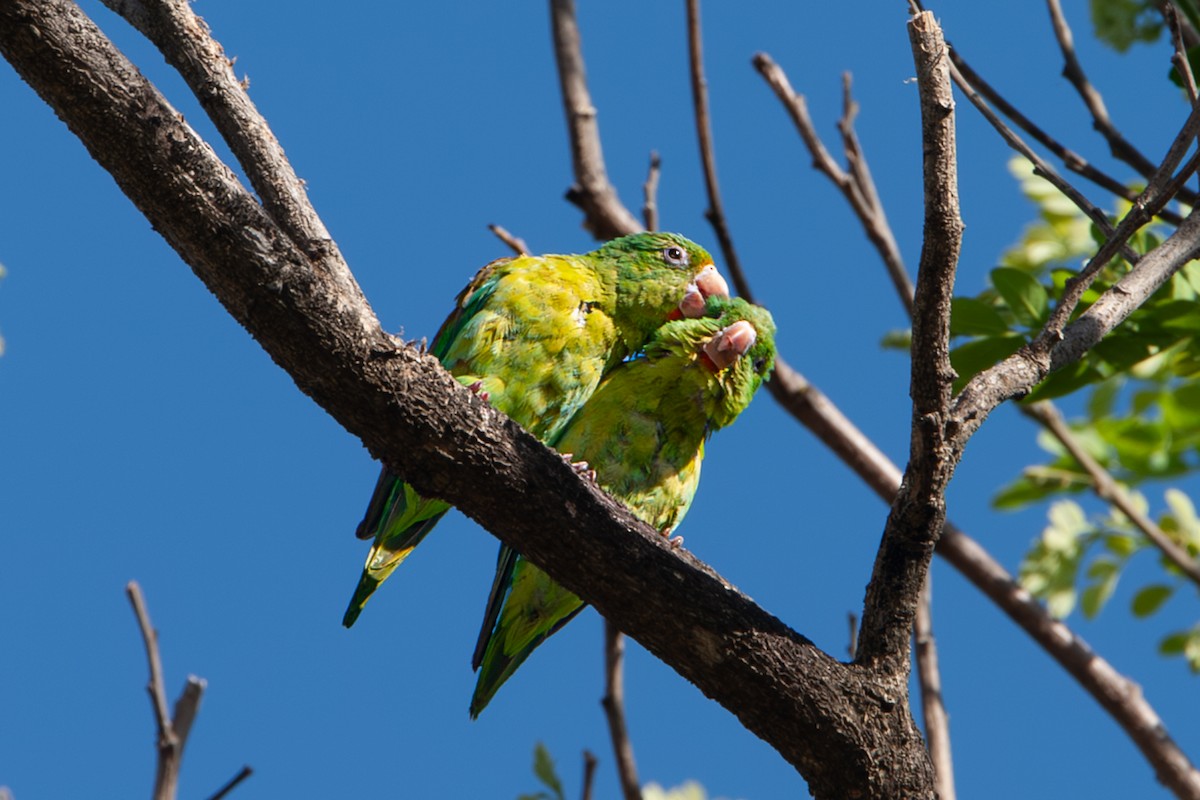 Orange-chinned Parakeet - ML642714514