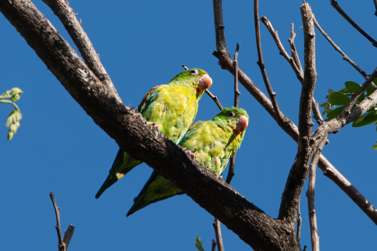 Orange-chinned Parakeet - ML642714518