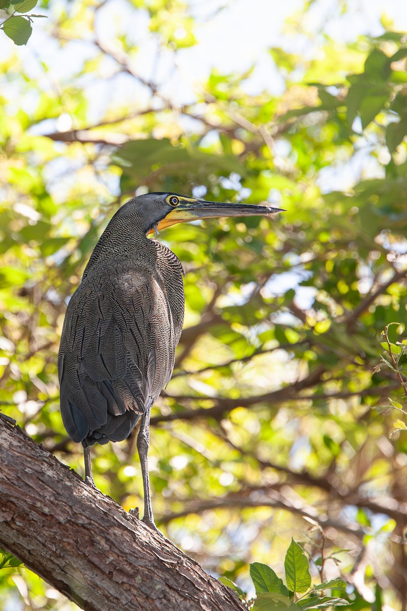 Bare-throated Tiger-Heron - ML642714529