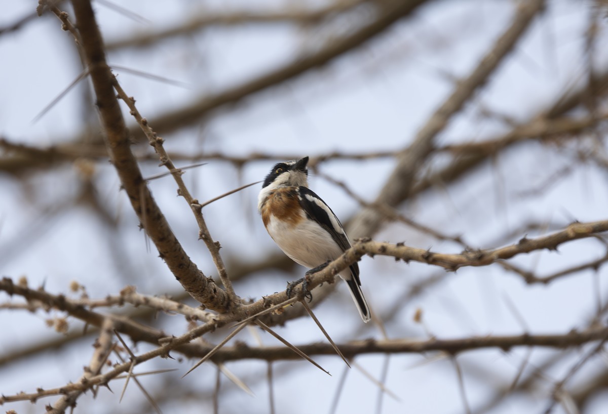 Pygmy Batis - ML642714530