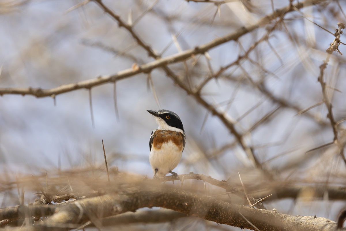 Pygmy Batis - ML642714532