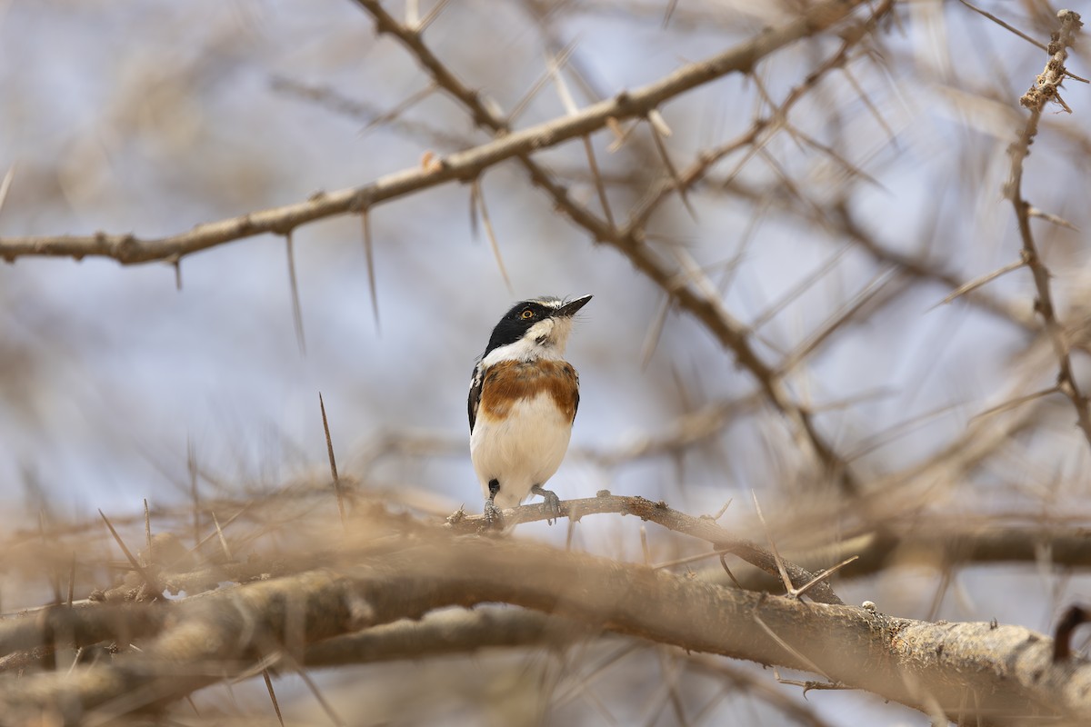 Pygmy Batis - ML642714533