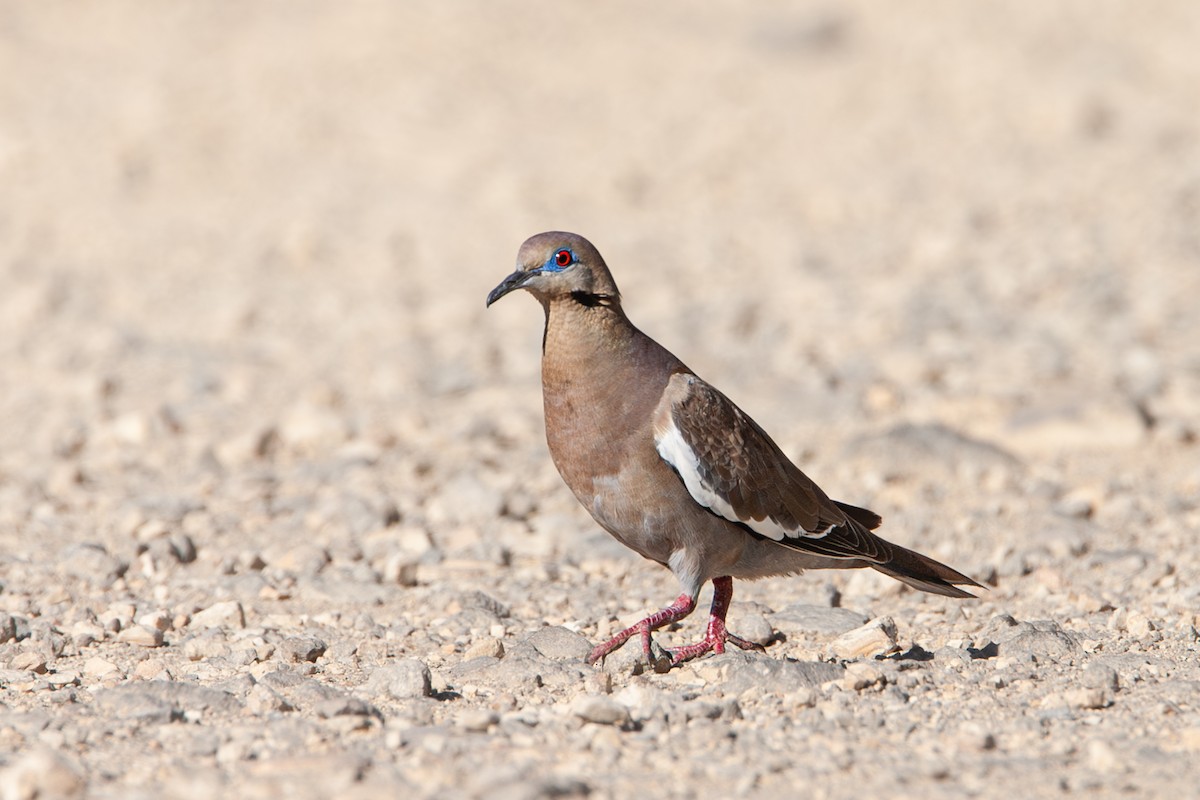 White-winged Dove - ML642714546