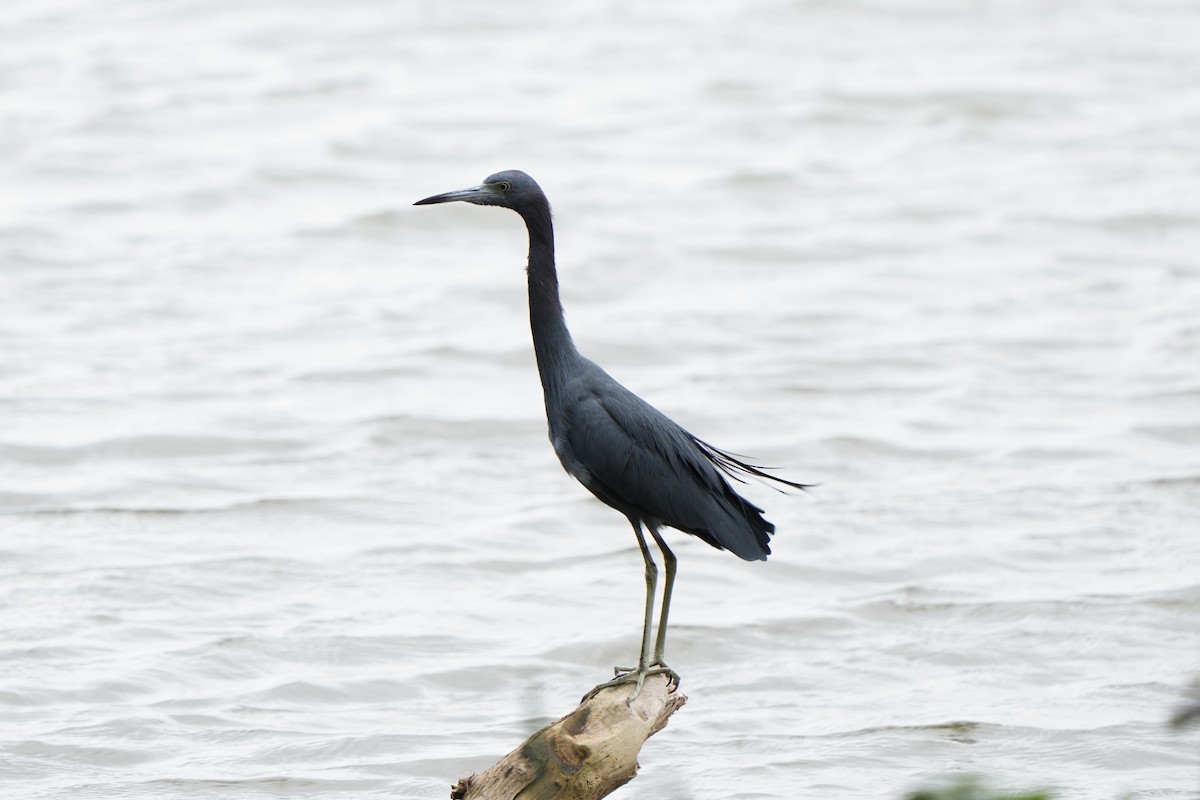Little Blue Heron - ML642714557