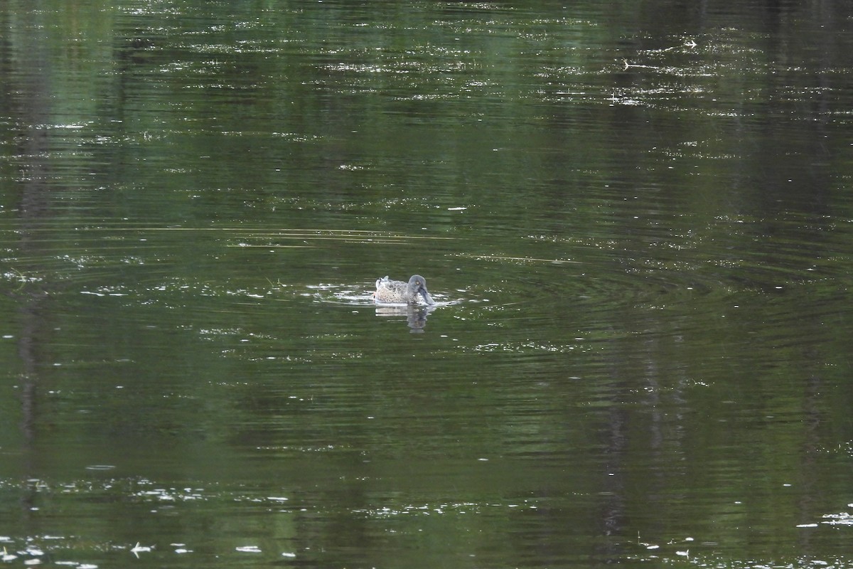 Northern Shoveler - ML642714581