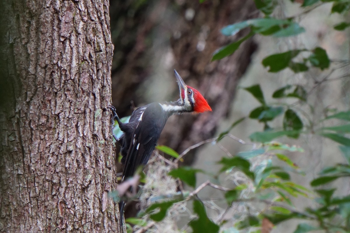 Pileated Woodpecker - ML642714592