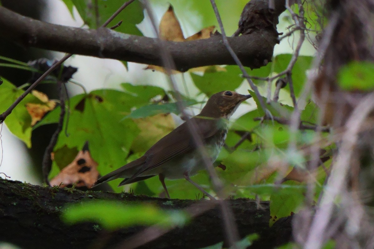 Swainson's Thrush - ML642714596