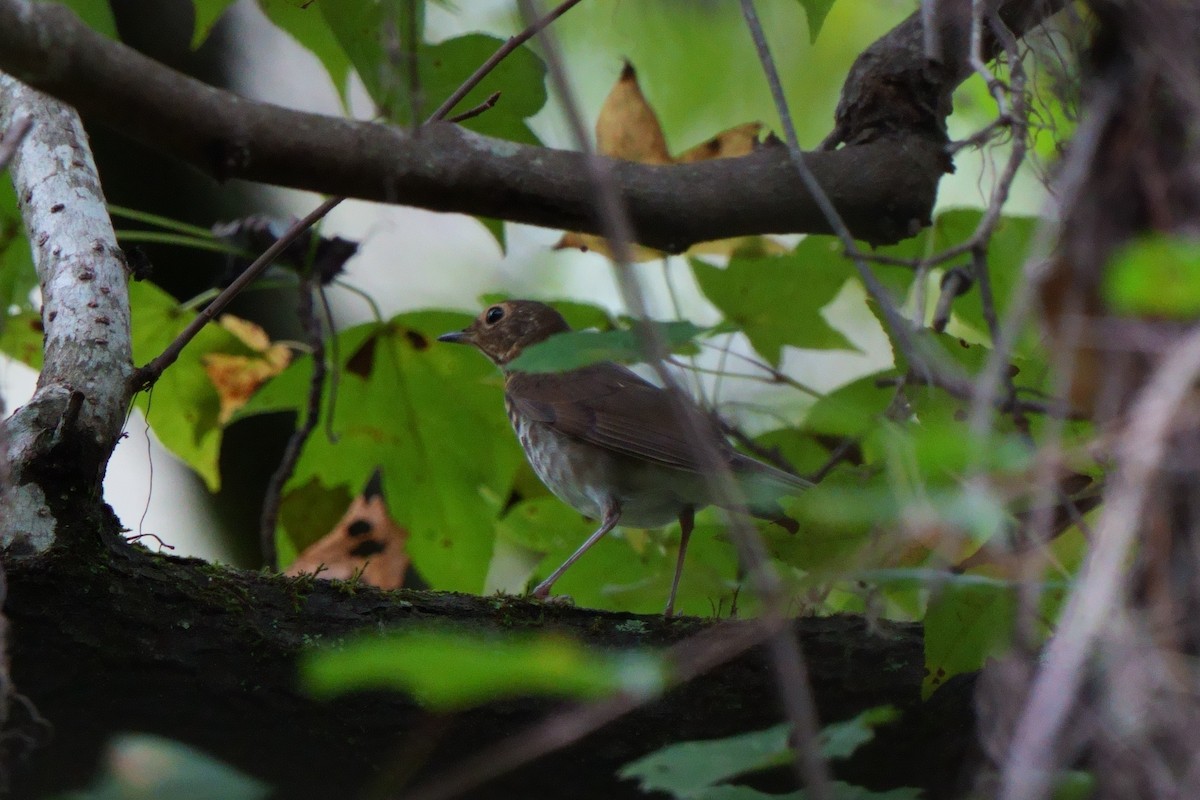 Swainson's Thrush - ML642714597
