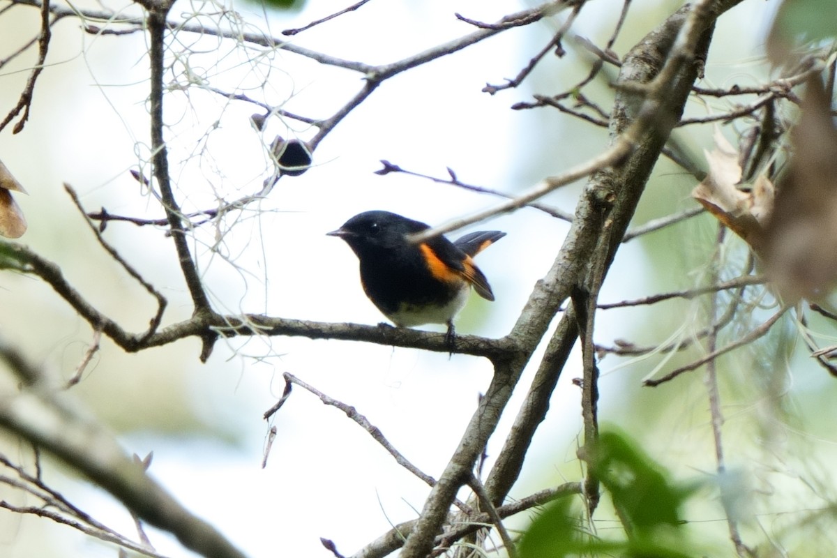 American Redstart - ML642714614