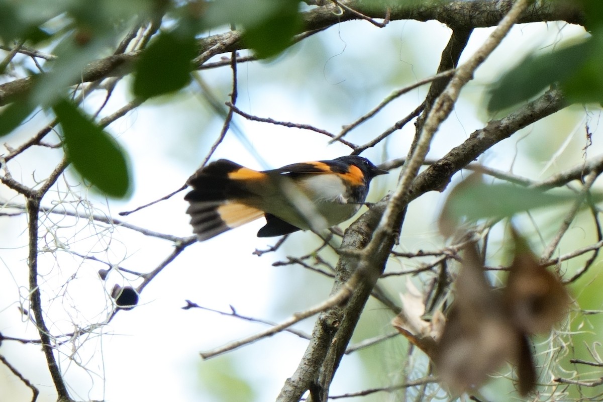 American Redstart - ML642714615