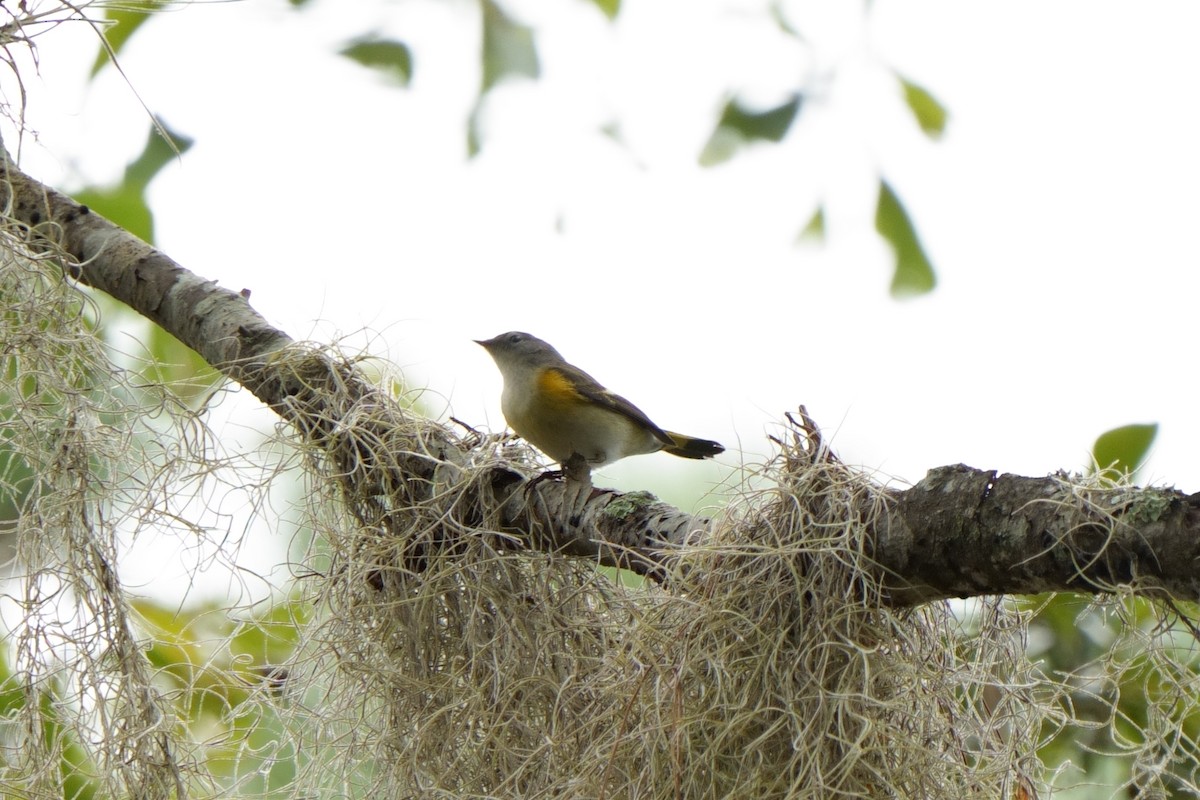 American Redstart - ML642714617