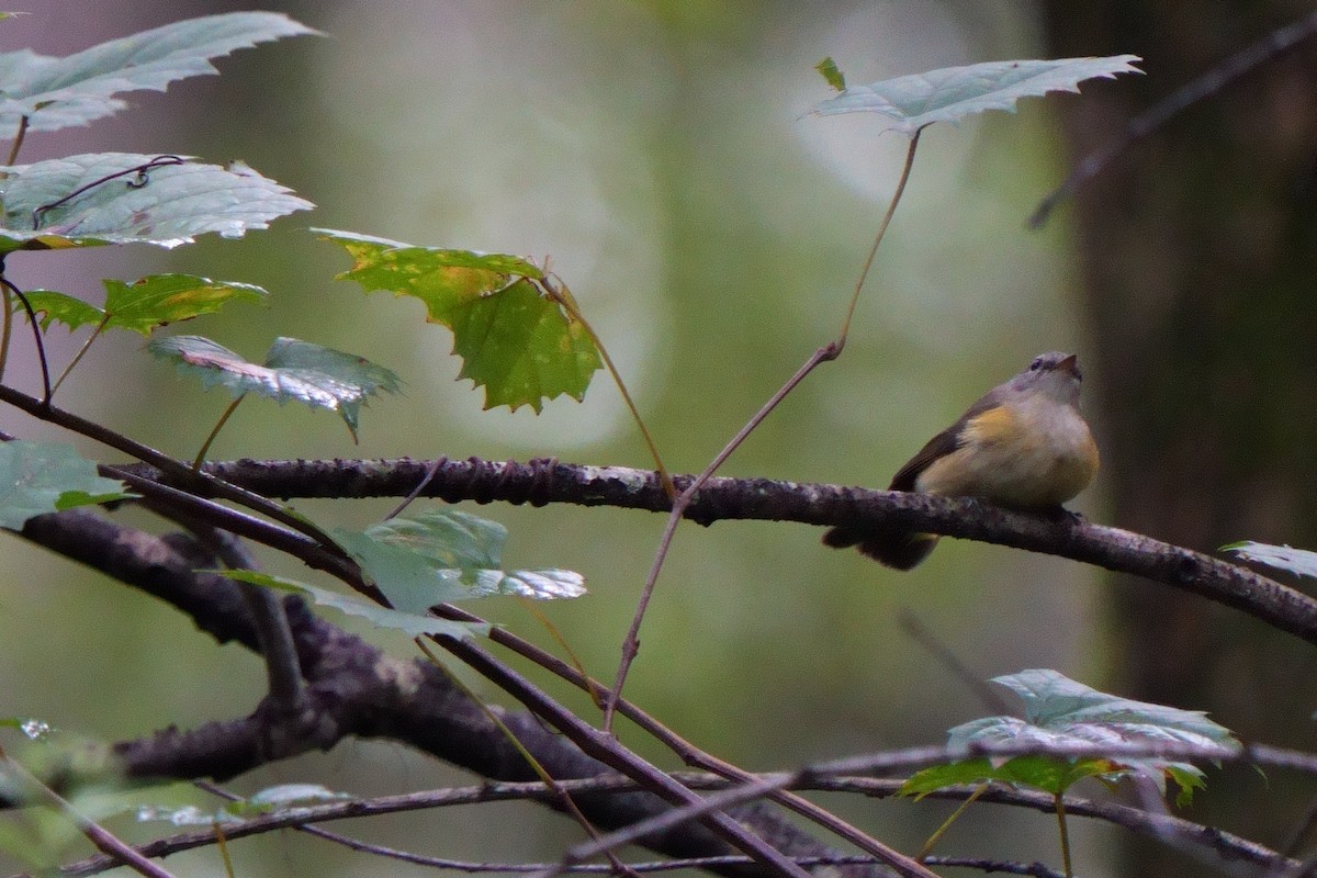 American Redstart - ML642714618