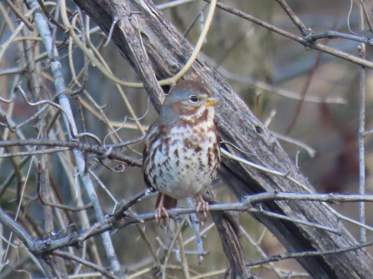 Fox Sparrow (Red) - ML642714620