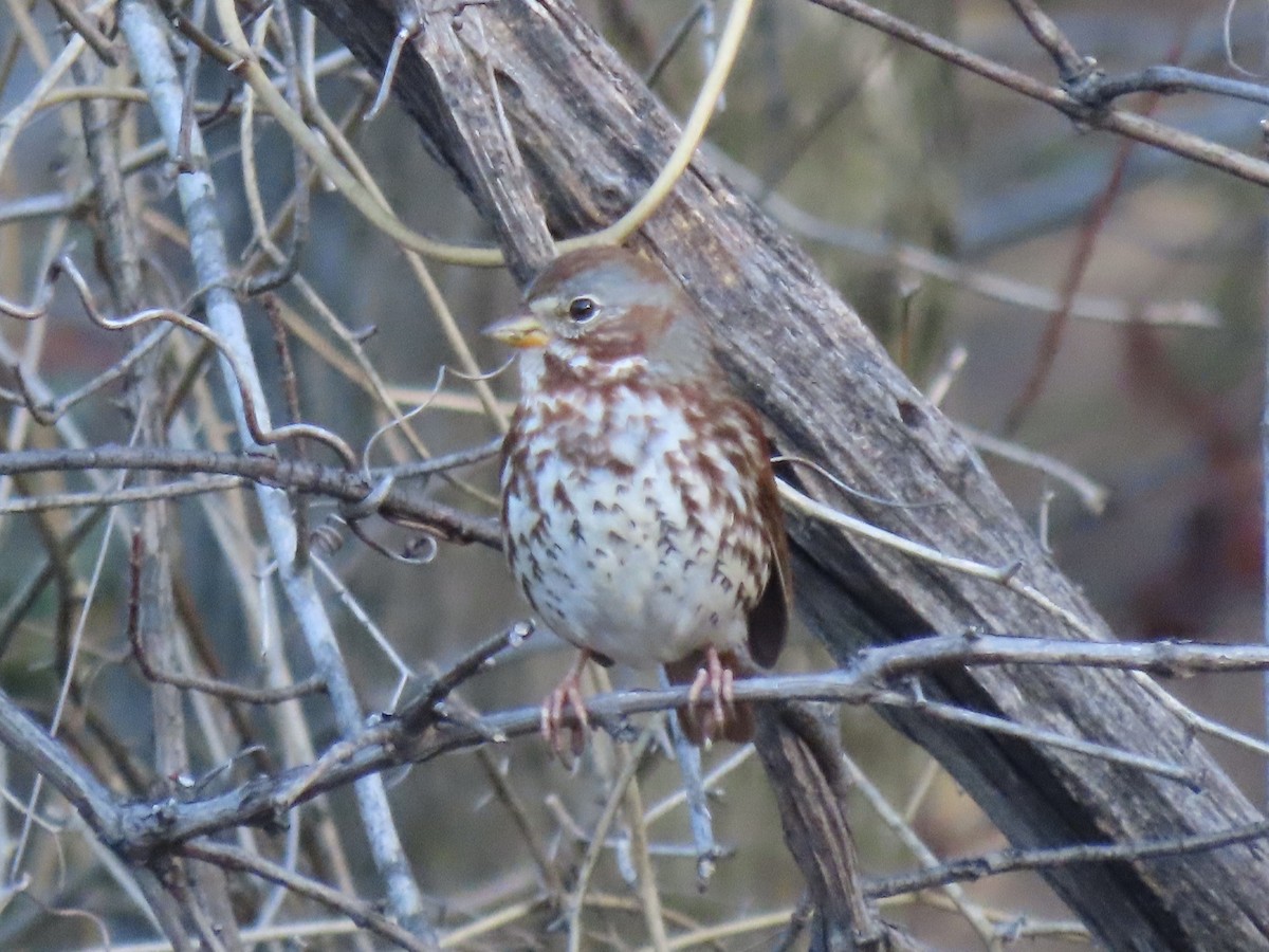 Fox Sparrow (Red) - ML642714622