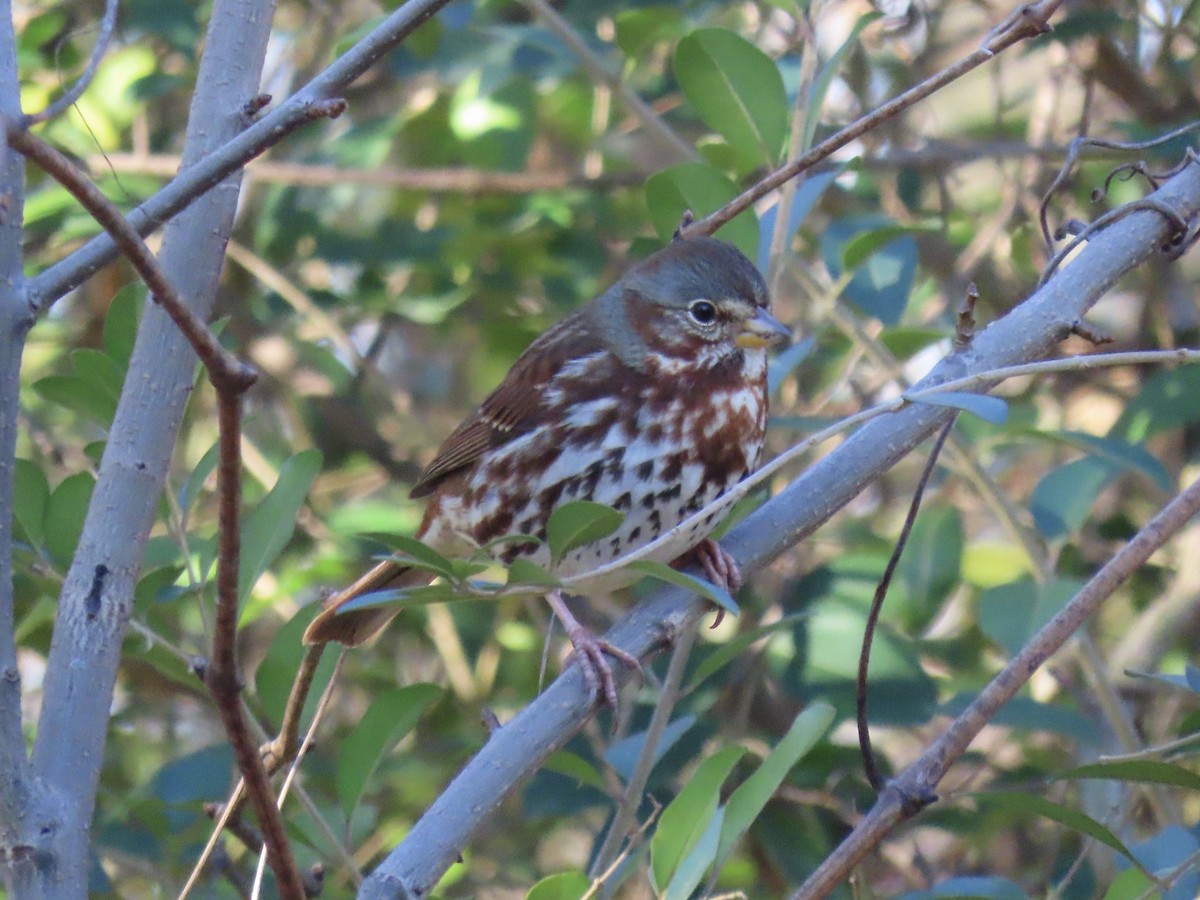 Fox Sparrow (Red) - ML642714623