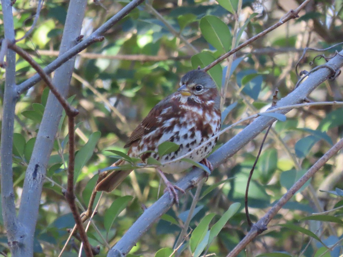 Fox Sparrow (Red) - ML642714624