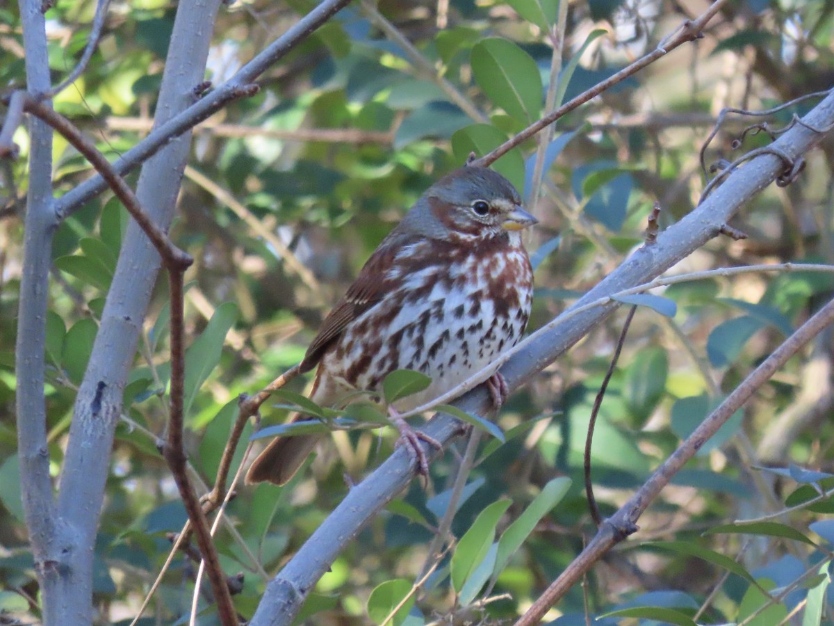 Fox Sparrow (Red) - ML642714625