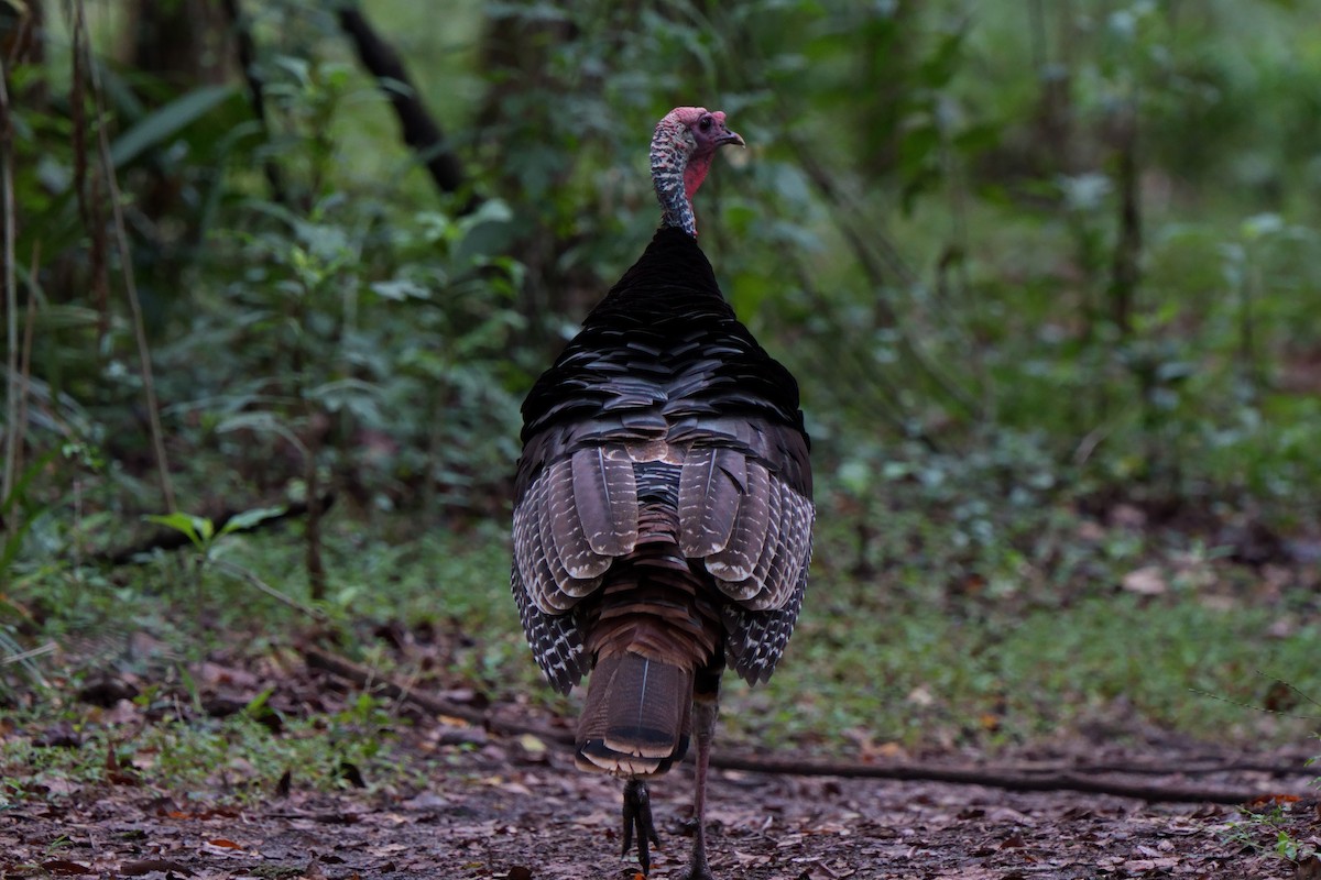 Wild Turkey - ML642714645