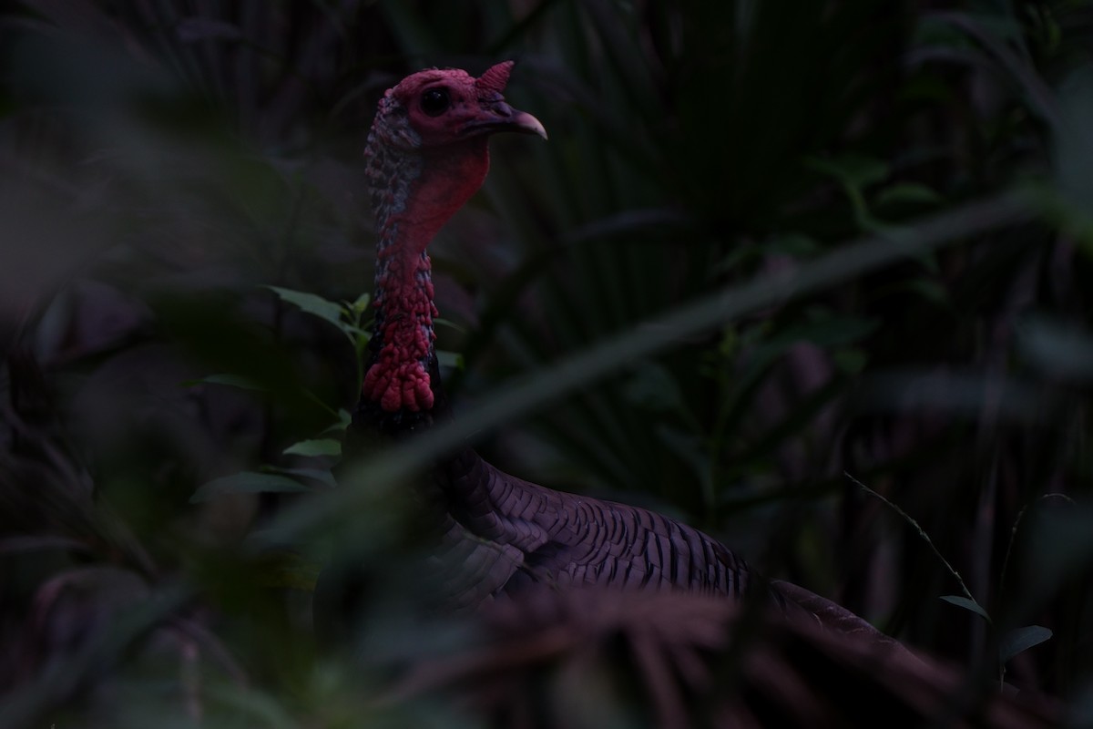 Wild Turkey - ML642714646