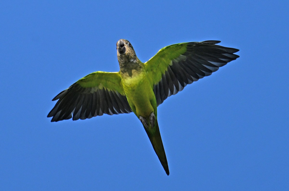 Conure cuivrée - ML642714664