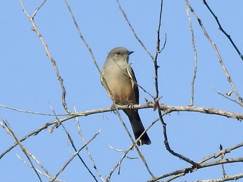 Say's Phoebe - ML642714666