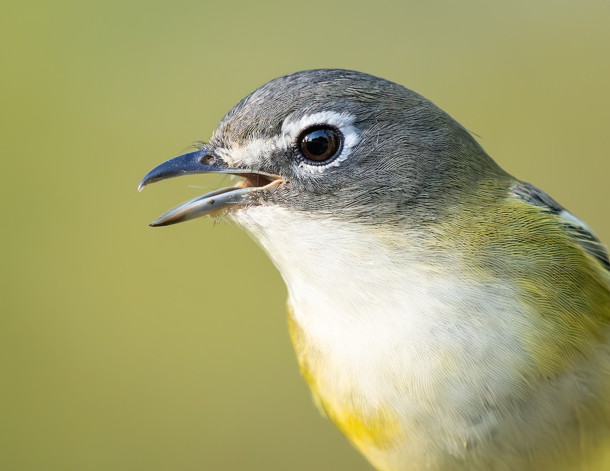 Mavi Başlı Vireo - ML642714668