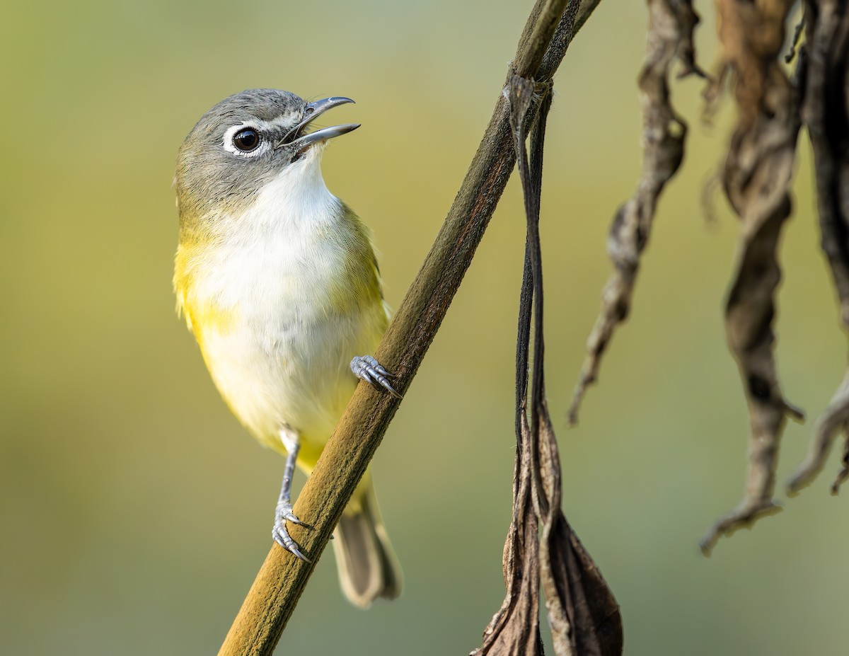 Mavi Başlı Vireo - ML642714669