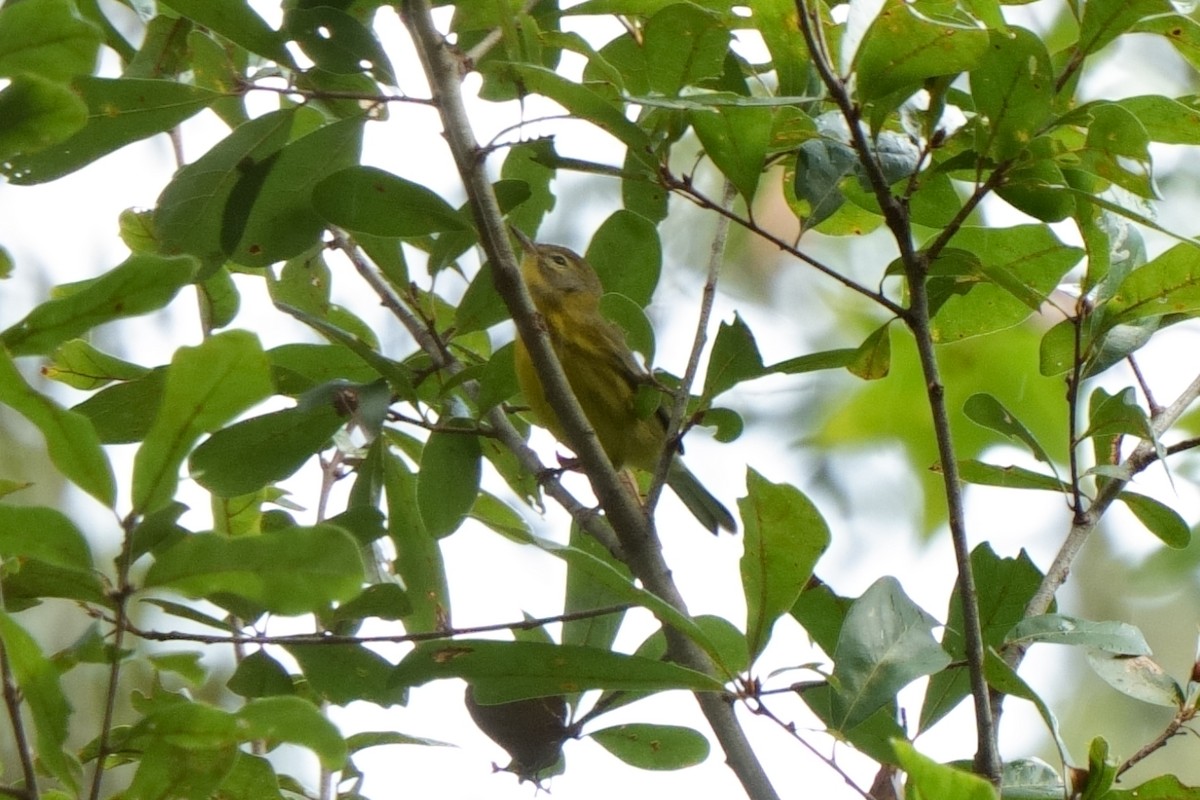 Prairie Warbler - ML642714672