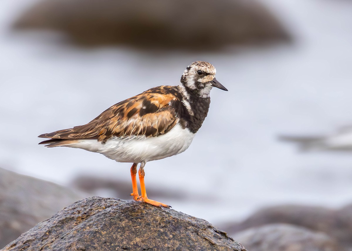 Ruddy Turnstone - ML642714697