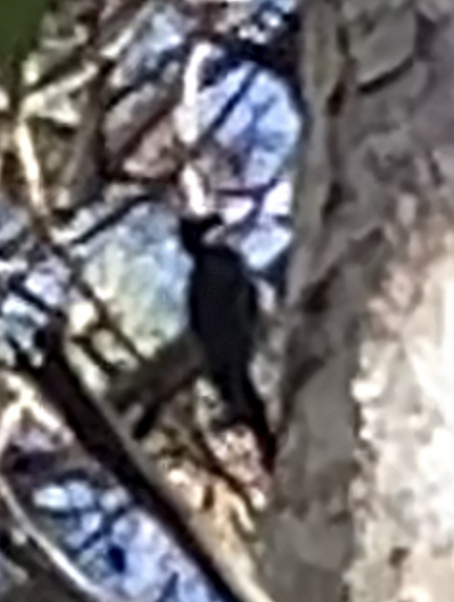 Black-backed Woodpecker - ML642714746