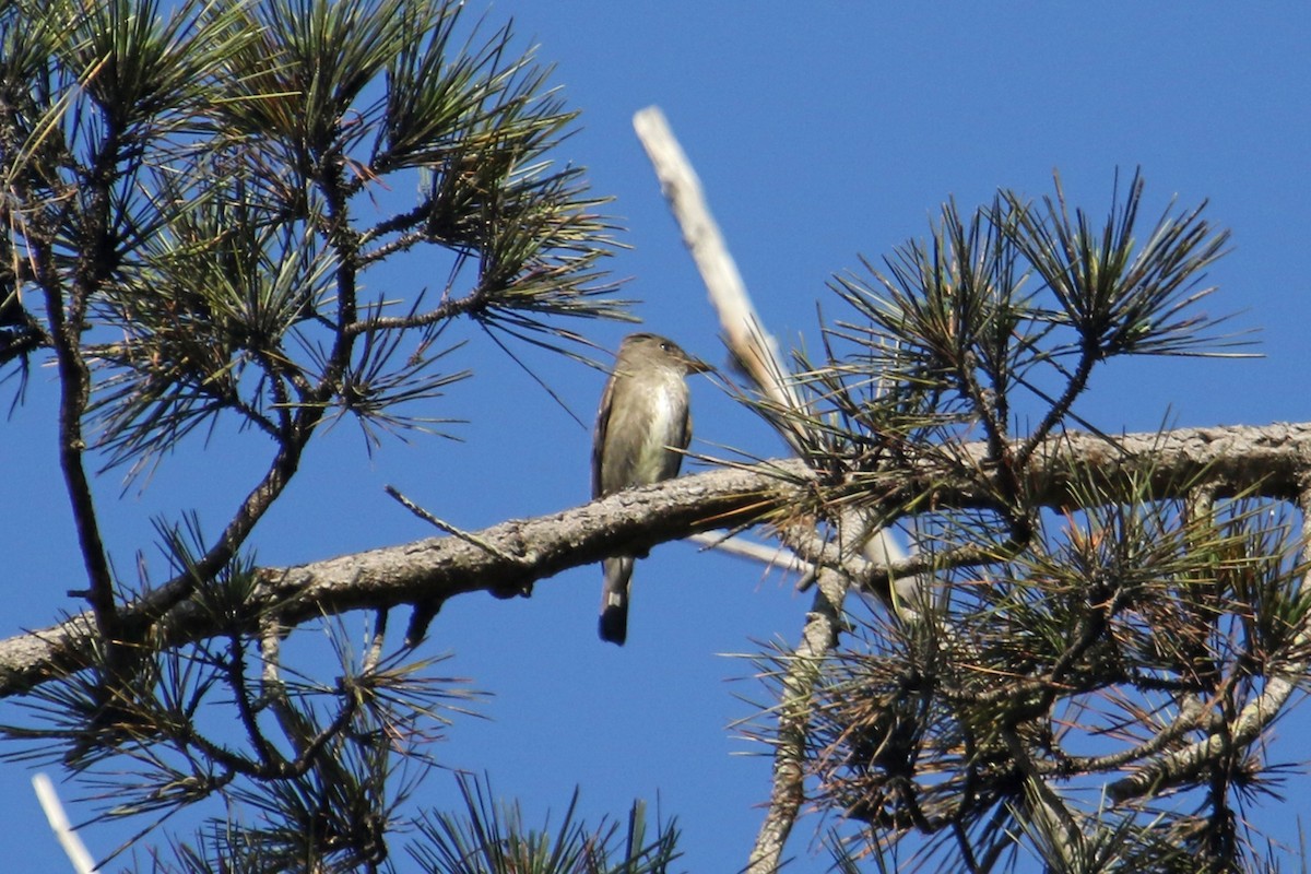 Olive-sided Flycatcher - ML642714748