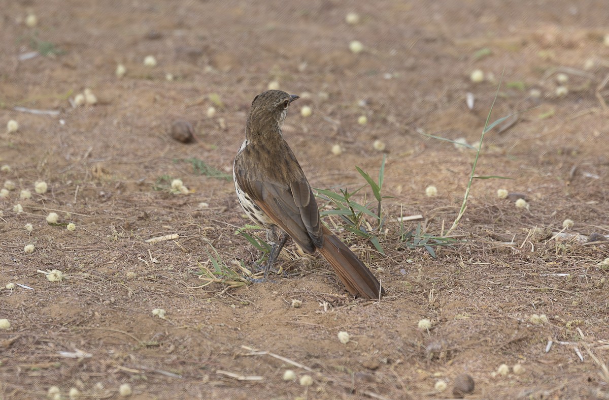 Spotted Morning-Thrush - ML642714765