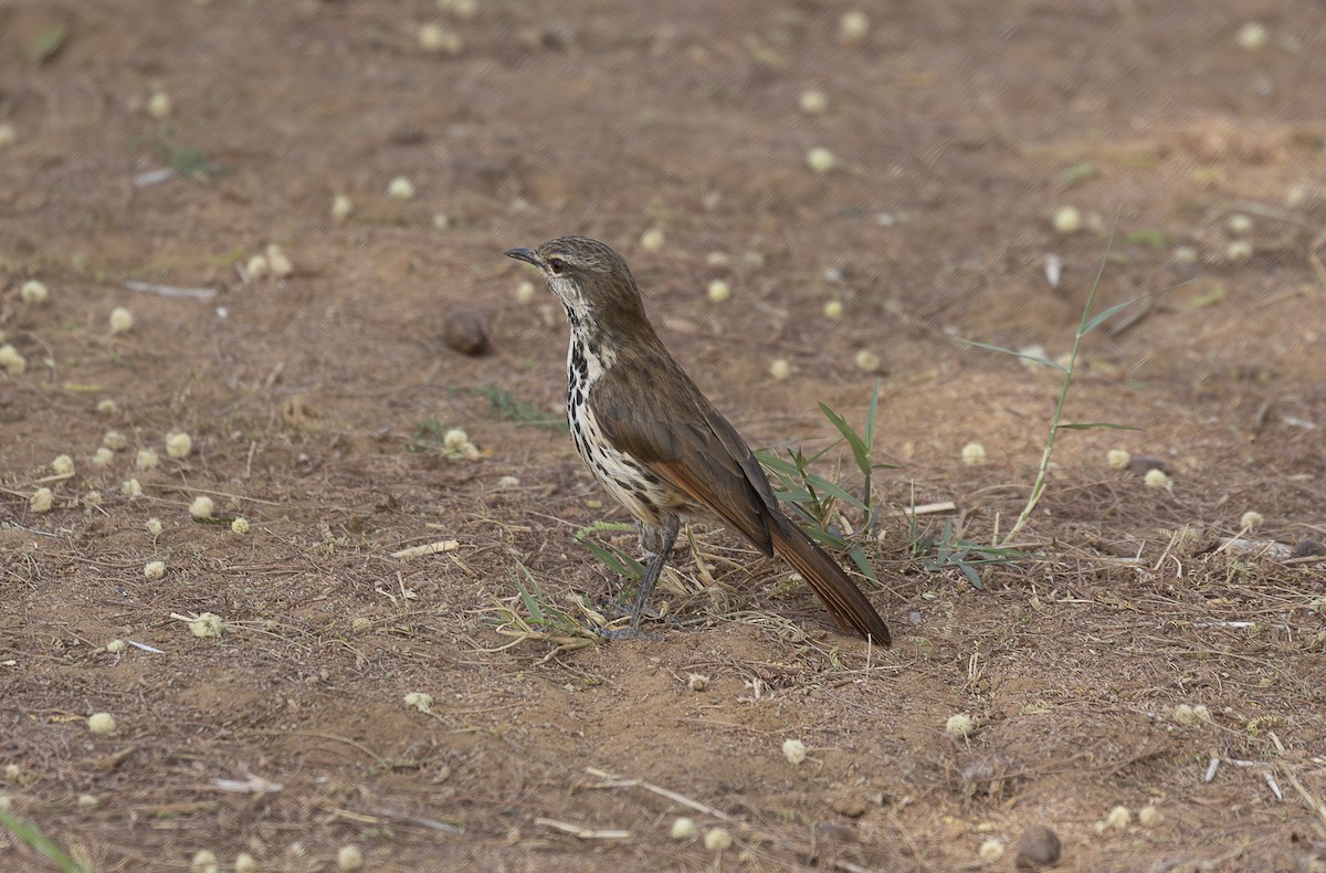 Spotted Morning-Thrush - ML642714766