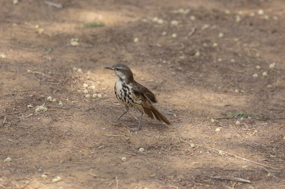 Spotted Morning-Thrush - ML642714767