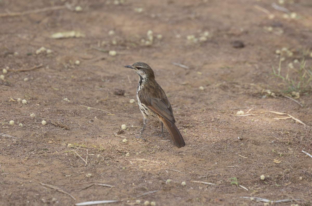 Spotted Morning-Thrush - ML642714768