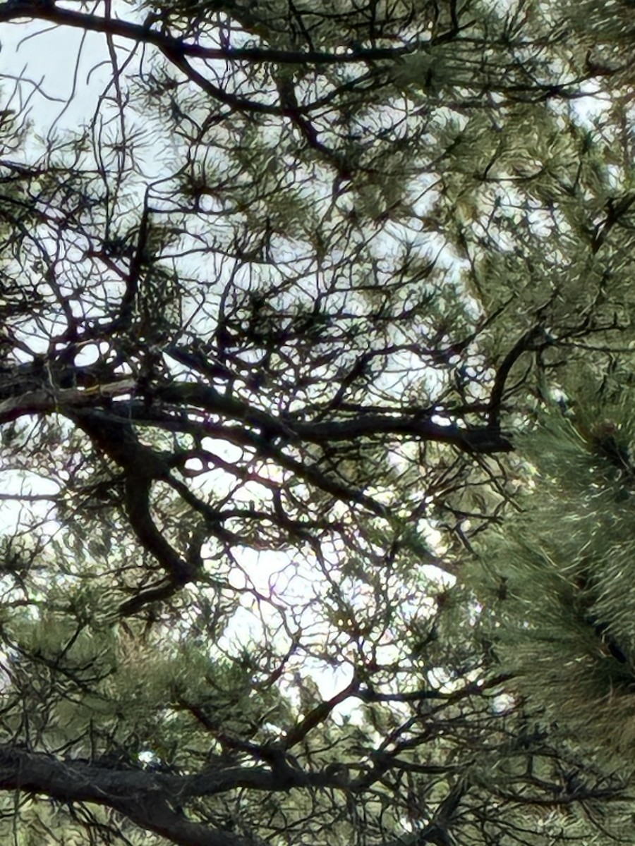 Pygmy Nuthatch - ML642714776