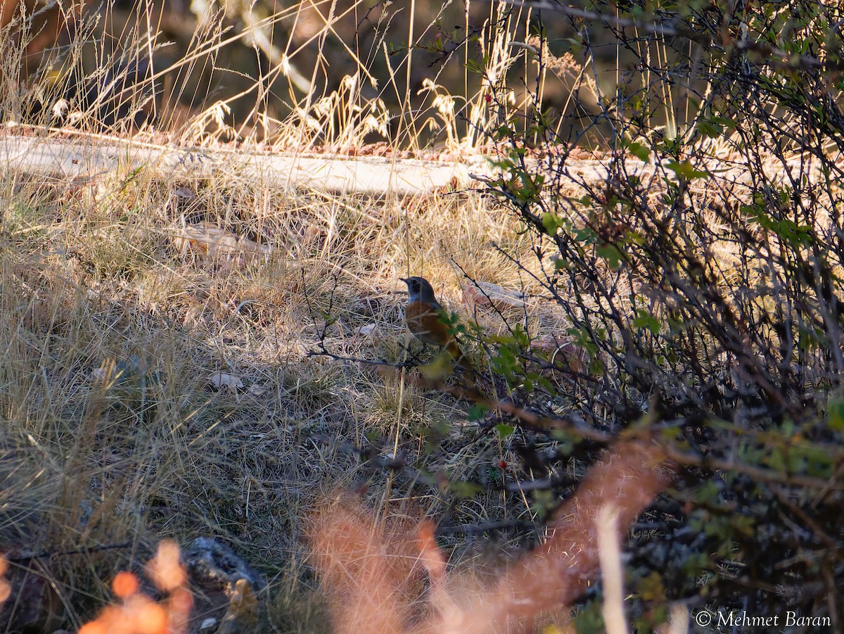 Rufous-tailed Rock-Thrush - ML642714781