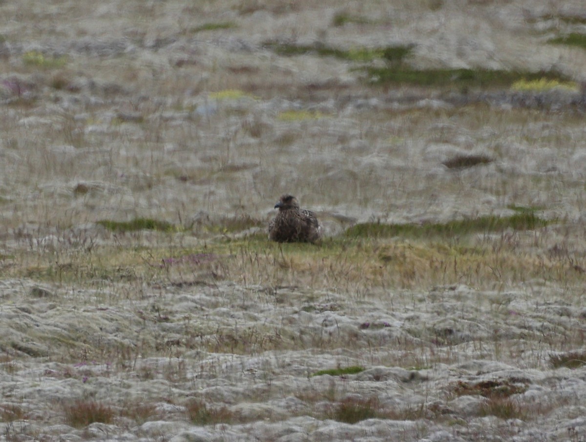 Great Skua - ML642714787