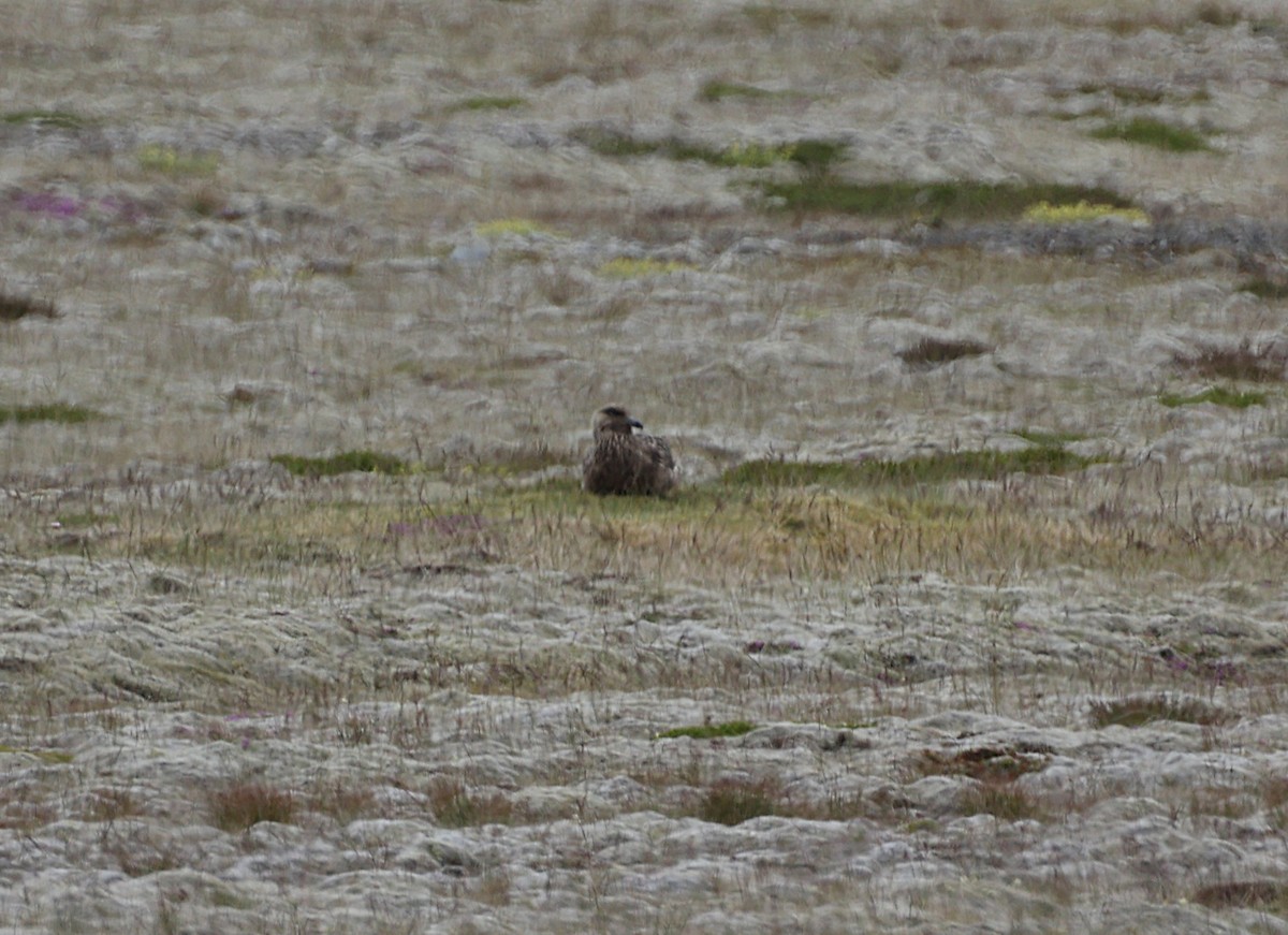 Great Skua - ML642714788