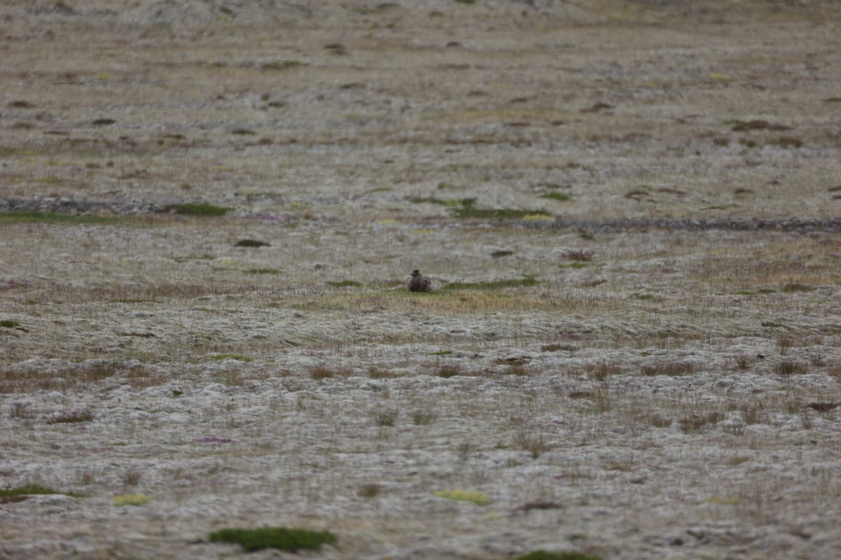 Great Skua - ML642714789